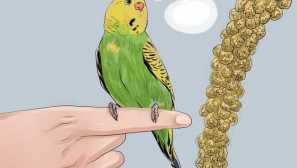 Kako naučiti valovite papige ljudskog govora?